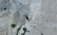 Click image for larger version

Name:	Cormorant-on-cliff.jpg
Views:	600
Size:	29.0 KB
ID:	6841