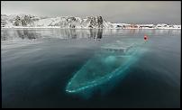 Click image for larger version

Name:	76 foot Brazilian yacht sink,s off Antarctica!.jpg
Views:	1203
Size:	56.1 KB
ID:	71067