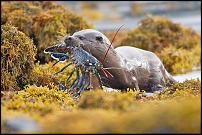 Click image for larger version

Name:	otter with lobster.jpg
Views:	765
Size:	79.8 KB
ID:	73741