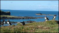 Click image for larger version

Name:	puffins08 008.jpg
Views:	471
Size:	145.1 KB
ID:	74134