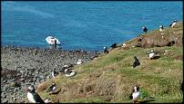 Click image for larger version

Name:	puffins08 054.jpg
Views:	528
Size:	192.7 KB
ID:	74135