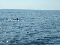 Click image for larger version

Name:	dolphin.jpg
Views:	205
Size:	26.7 KB
ID:	7501