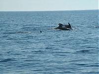 Click image for larger version

Name:	dolphin1.jpg
Views:	218
Size:	31.1 KB
ID:	7502