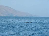 Click image for larger version

Name:	dolphin2.jpg
Views:	240
Size:	23.4 KB
ID:	7503