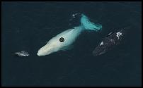 Click image for larger version

Name:	whale.jpg
Views:	164
Size:	97.5 KB
ID:	75175