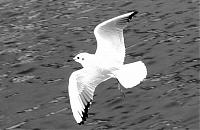 Click image for larger version

Name:	gull in flight hamble.jpg
Views:	640
Size:	76.2 KB
ID:	7552