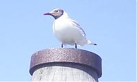 Click image for larger version

Name:	gull.jpg
Views:	265
Size:	10.1 KB
ID:	7555