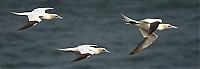 Click image for larger version

Name:	Gannets.jpg
Views:	537
Size:	21.0 KB
ID:	7561