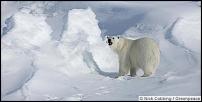 Click image for larger version

Name:	arctic-polar-bear.jpg
Views:	318
Size:	11.3 KB
ID:	75656