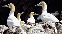 Click image for larger version

Name:	Gannets x500.jpg
Views:	608
Size:	32.5 KB
ID:	7696