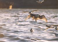 Click image for larger version

Name:	gulls2.jpg
Views:	256
Size:	56.1 KB
ID:	7700