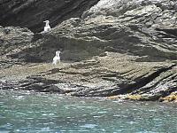 Click image for larger version

Name:	gulls1.jpg
Views:	140
Size:	37.5 KB
ID:	7709