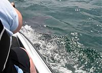 Click image for larger version

Name:	dolphin5.jpg
Views:	498
Size:	51.4 KB
ID:	8062