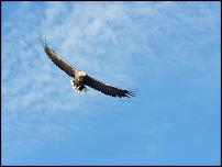 Click image for larger version

Name:	eagle resize.jpg
Views:	160
Size:	215.9 KB
ID:	81382