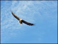 Click image for larger version

Name:	eagle resize.jpg
Views:	154
Size:	215.9 KB
ID:	81382