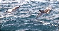 Click image for larger version

Name:	dolphins.jpg
Views:	371
Size:	81.2 KB
ID:	83356