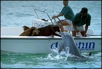 Click image for larger version

Name:	dolphin dog.jpg
Views:	719
Size:	45.3 KB
ID:	83372