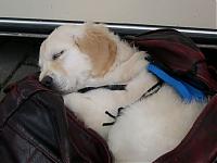 Click image for larger version

Name:	snoozing dog.jpg
Views:	307
Size:	29.5 KB
ID:	8635