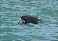 Click image for larger version

Name:	Mr Seal.jpg
Views:	481
Size:	43.2 KB
ID:	87232