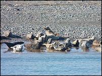 Click image for larger version

Name:	seals resize.jpg
Views:	177
Size:	64.0 KB
ID:	93907