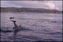 Click image for larger version

Name:	Dolphin.jpg
Views:	244
Size:	175.4 KB
ID:	94559