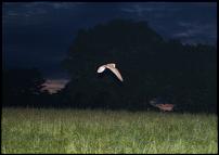 Click image for larger version

Name:	Barn owl.jpg
Views:	426
Size:	107.8 KB
ID:	97082