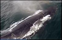Click image for larger version

Name:	whalewatch3.jpg
Views:	775
Size:	29.2 KB
ID:	97599