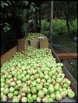 Click image for larger version

Name:	apples-2014.jpg
Views:	370
Size:	70.8 KB
ID:	98373