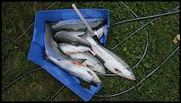 Click image for larger version

Name:	sockeye-broken-tote.jpg
Views:	298
Size:	146.0 KB
ID:	98466