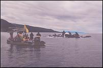 Click image for larger version

Name:	disneynature oceans filming 001.jpg
Views:	446
Size:	90.2 KB
ID:	99018