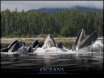 Click image for larger version

Name:	oceans whales.jpg
Views:	1454
Size:	193.5 KB
ID:	99019