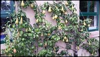 Click image for larger version

Name:	Pears.jpg
Views:	988
Size:	154.8 KB
ID:	99201