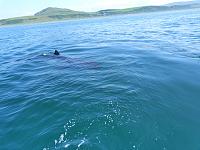 Basking Shark, North Channel