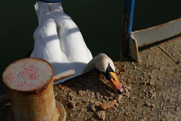Swan feeds aboard M.F.V. Pearl Fisher