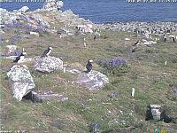Puffins on the island of Burhou, just off from Alderney