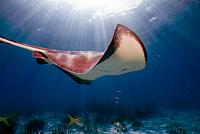 Stingray Cayman Islands