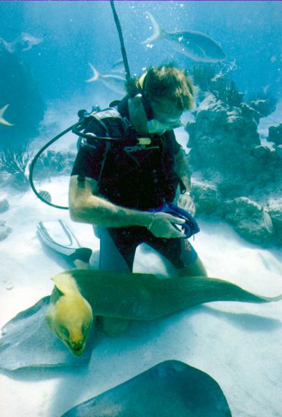 Steve feeding a conger eel, Stingray City, Grand Cayman