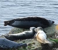 Grey seals on Copinsay, Orkney