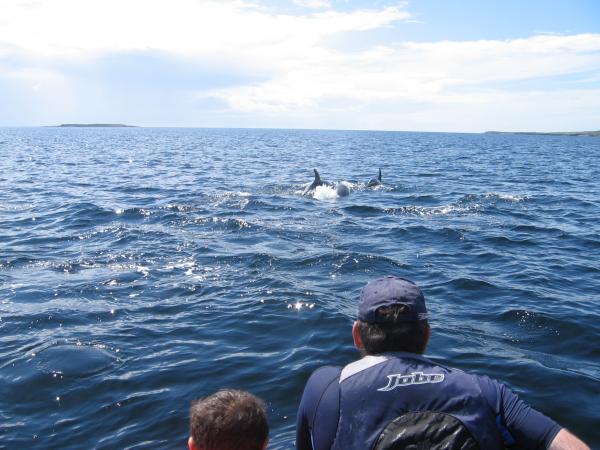 Donegal Dolphins