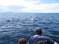 Donegal Dolphins