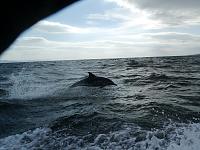 DOLPHINS AT OBAN