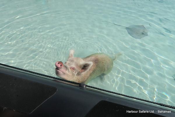 Hi There!  We visit the Swimming Pigs in the Bahamas.