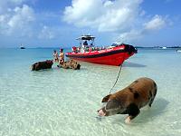 Hanging out with the Swimming Pigs in Big Major, Exuma, Bahamas.