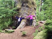 Giant sitka spruce at Windy Bay