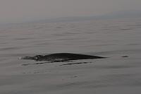 Big Minke surfaced beside the Cobra just North of the Fastnet returning from Cape Clear while heaved-to to  switch tanks. 2014