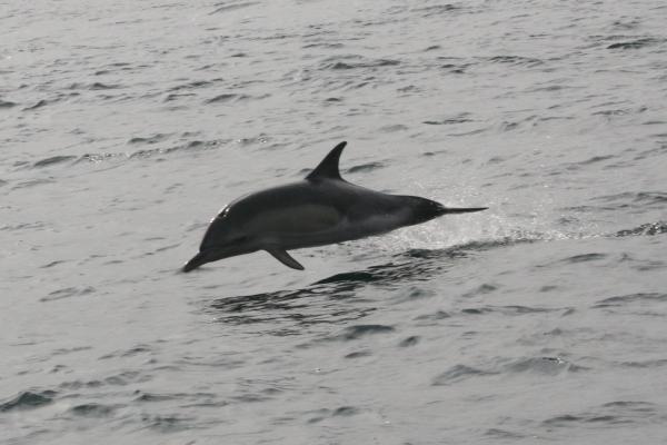 Common Dolphin coming to escort near Mizzen Head