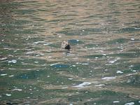 Inquisitive seal in sheltered cove.