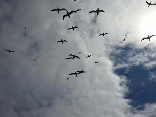 Gannets overhead near Troup Head