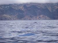 A Right Whale off Madeira ! 
 
My only Whale photo so had to include !