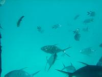 Great Barrier Reef - Oz 
 
( as seen thru glass-bottomed boat )